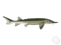 Green Sturgeon